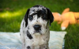 Great Dane dogs for sale: Knight - Image 6