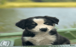 Australian Shepherd dogs for sale: Ziggy - Image 1