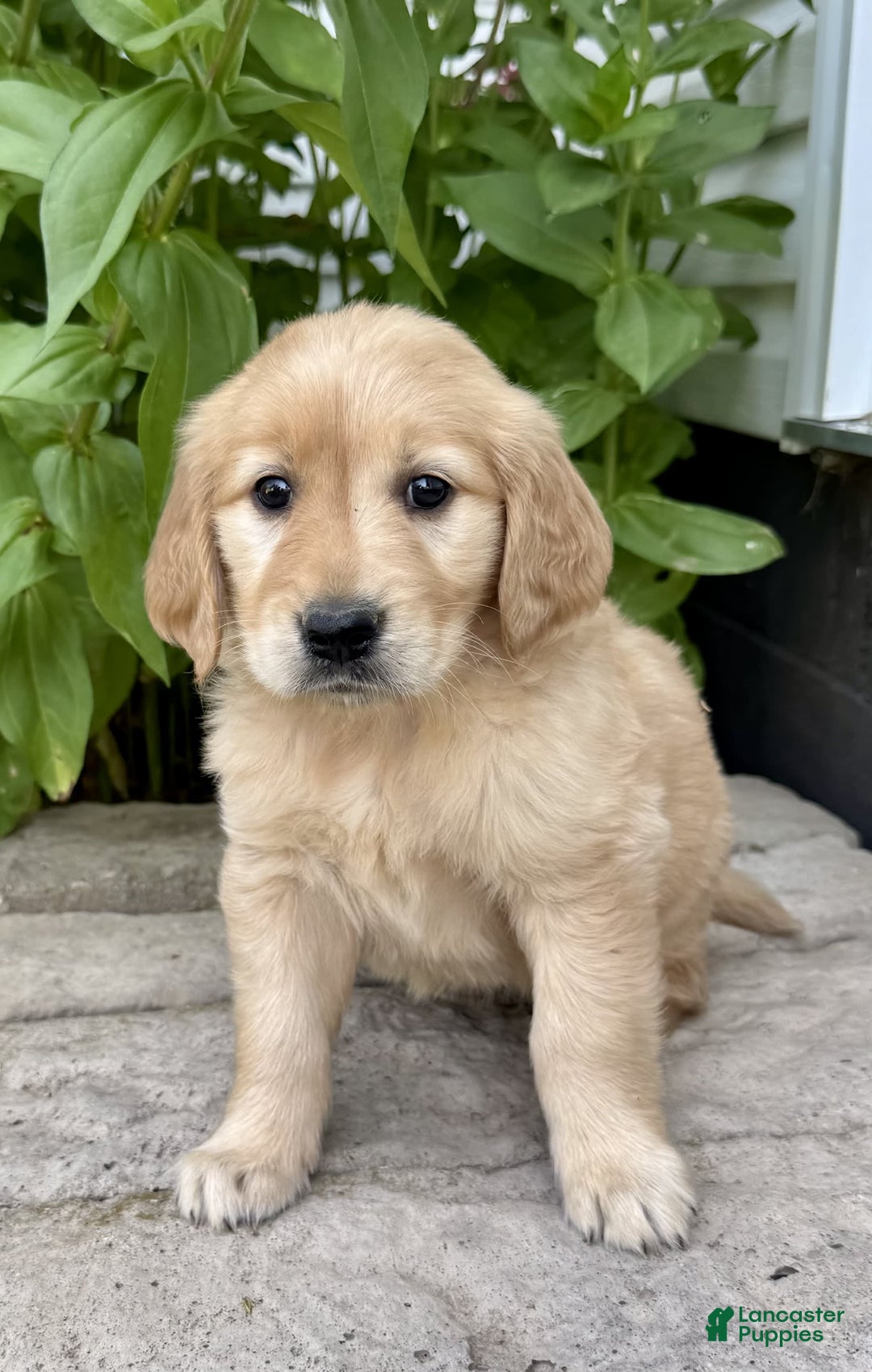 Golden Retriever dogs for sale: Flower - Image 6