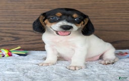 Beagle dogs for sale: Lucy - Image 6
