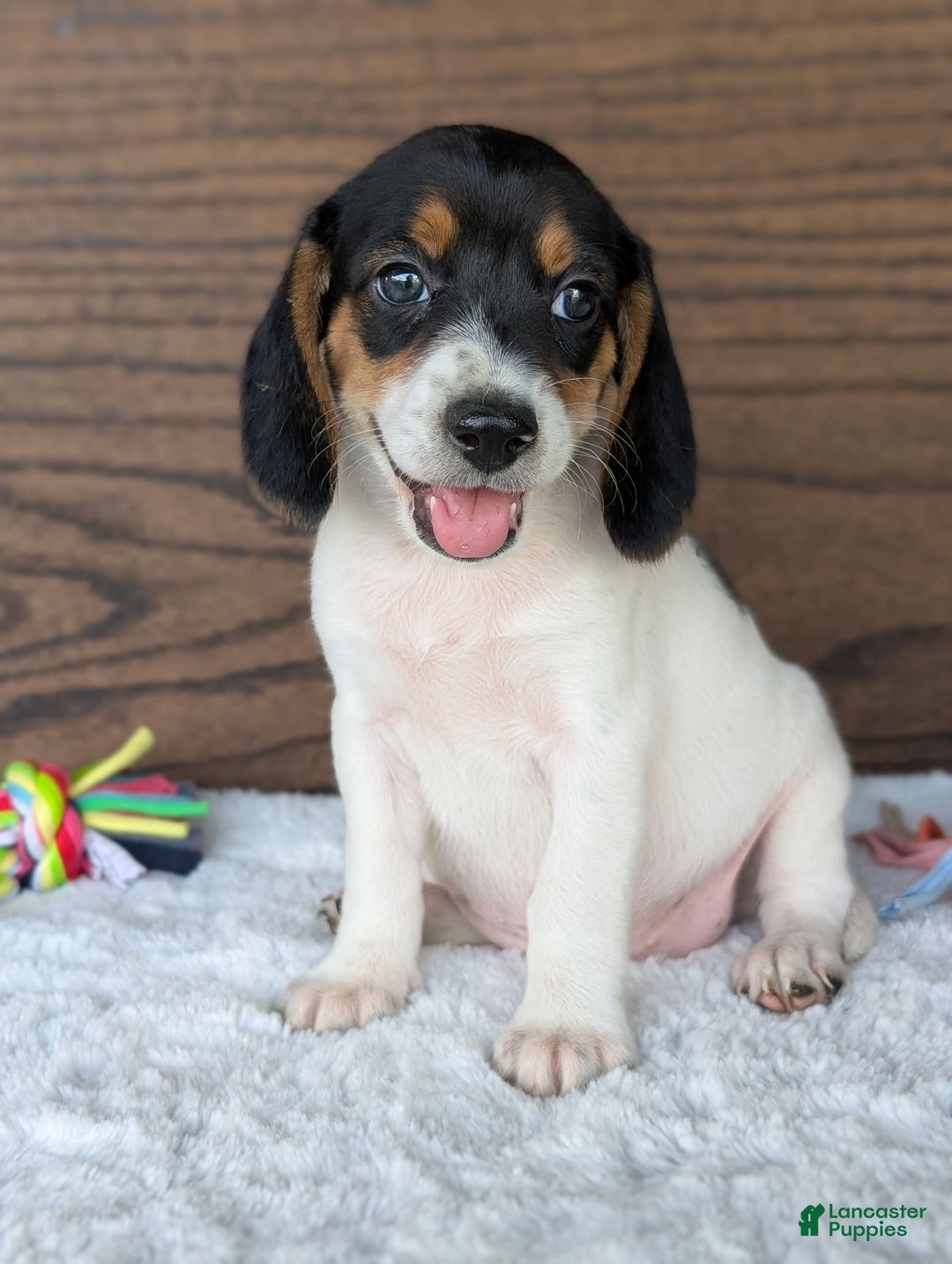 Beagle dogs for sale: Lucy - Image 6