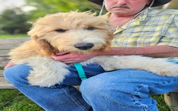 Great Pyrenees dogs for sale: Pyredoodle Fb - Image 8