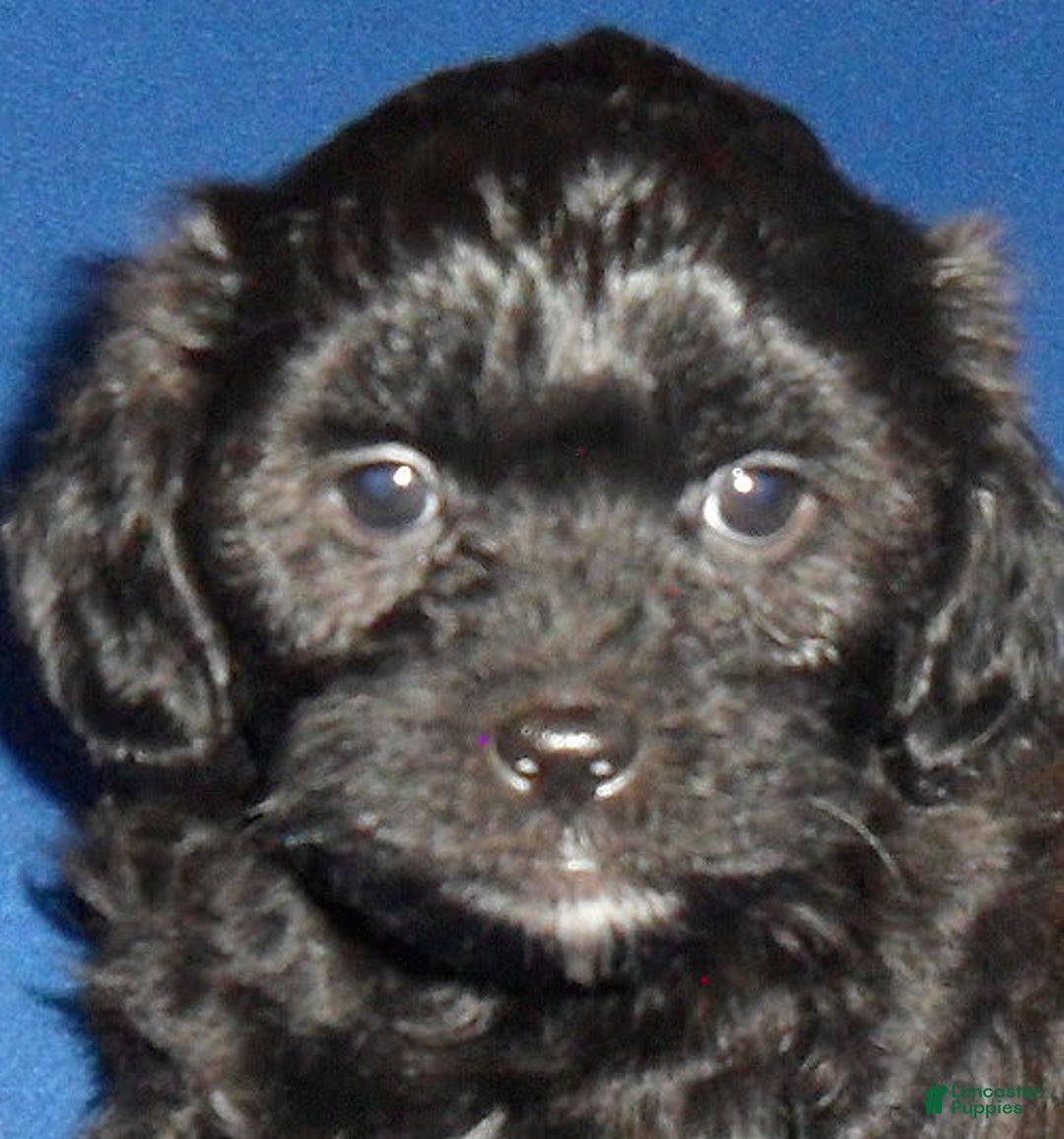 Shihpoo dogs for sale: Shih-Poo 4 puppies - Image 10