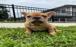 French Bulldog dogs for sale: Simba - Image 1