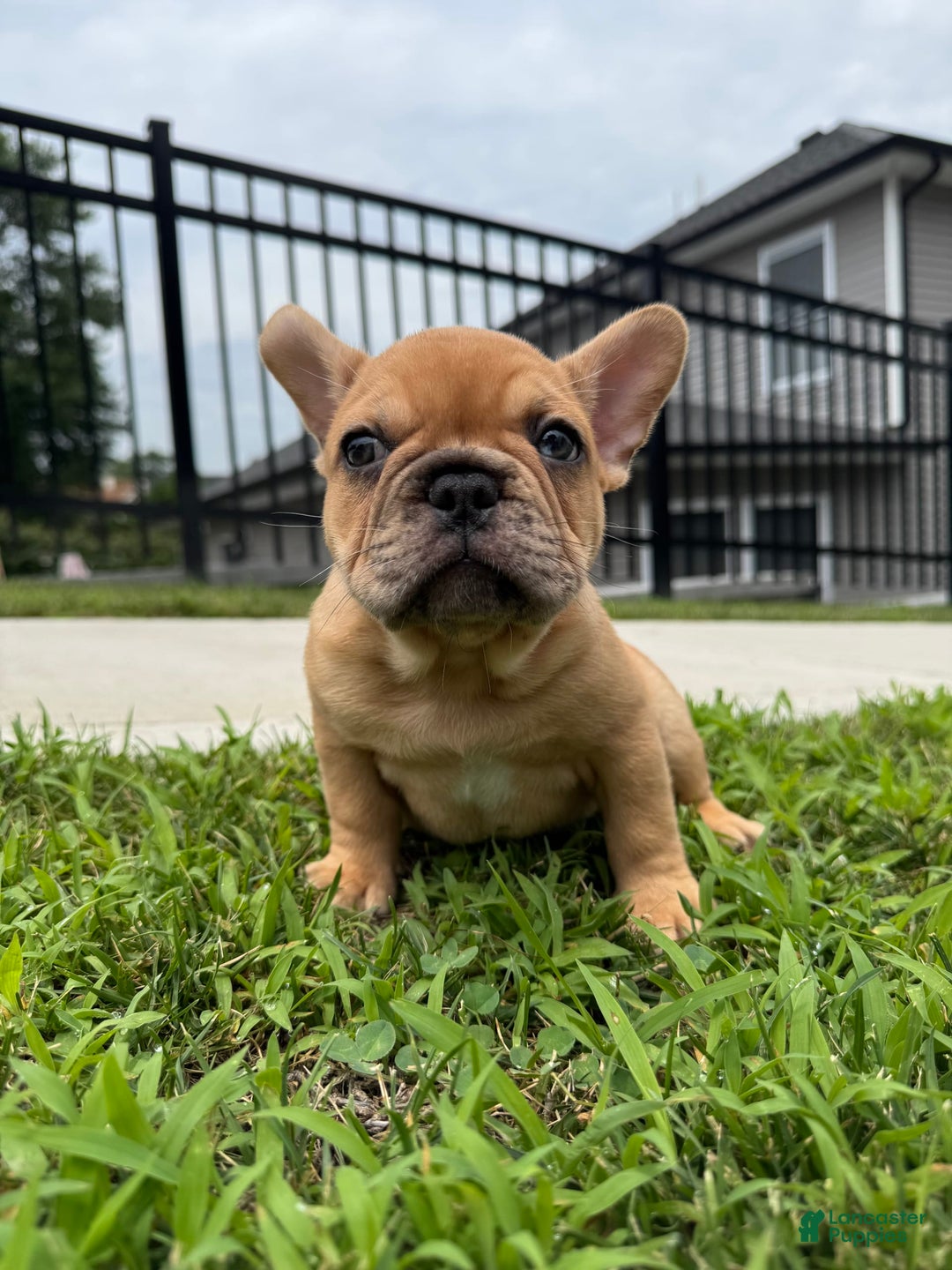 French Bulldog dogs for sale: Simba - Image 1