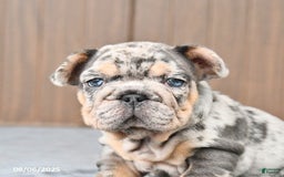 French Bulldog dogs for sale: Domino - Image 2