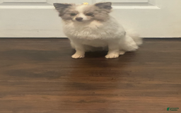 Pomeranian dogs for sale: Sebastian - Image 7