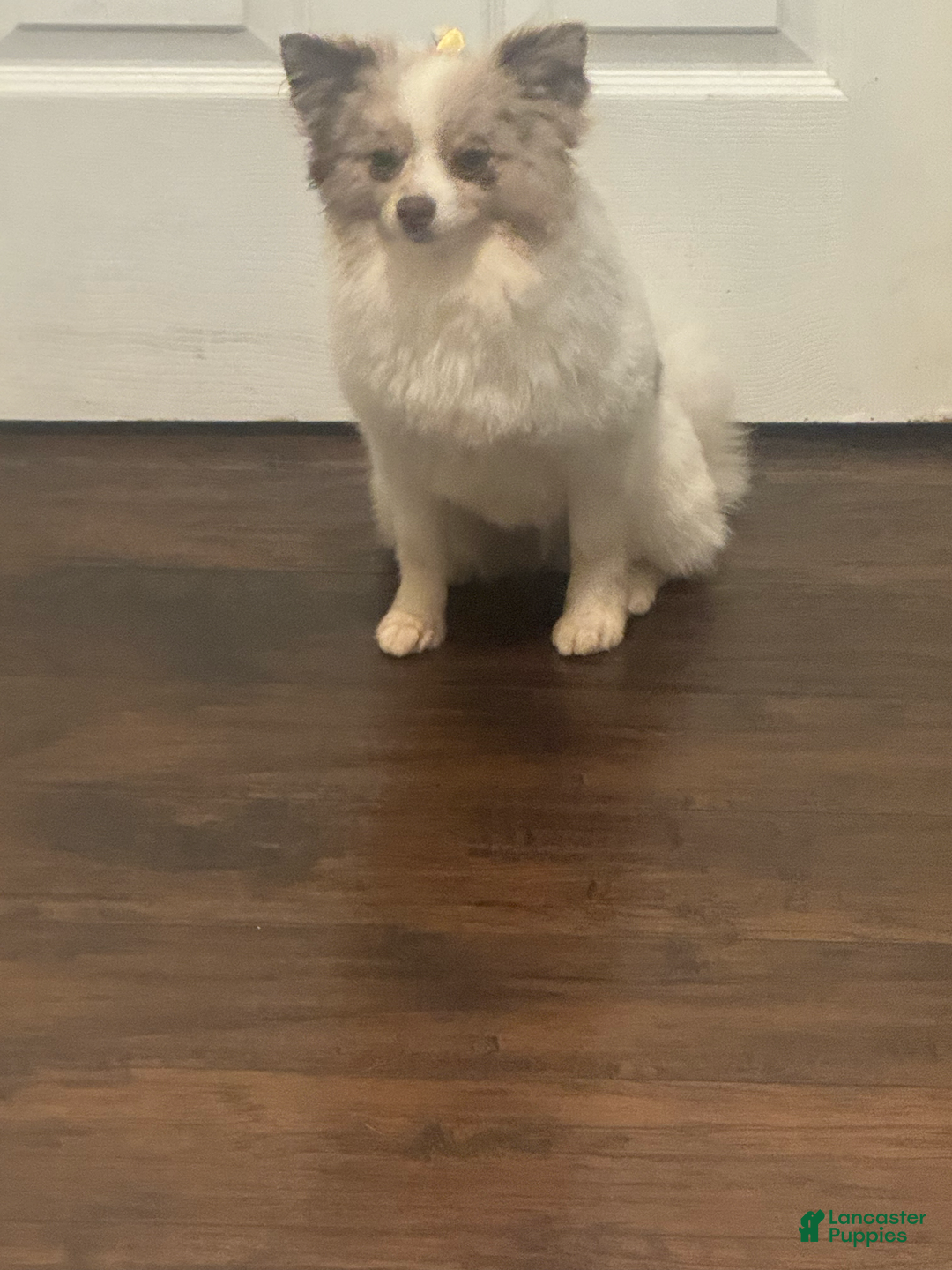 Pomeranian dogs for sale: Sebastian - Image 7