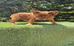 French Bulldog dogs for sale: Birkin - Image 6