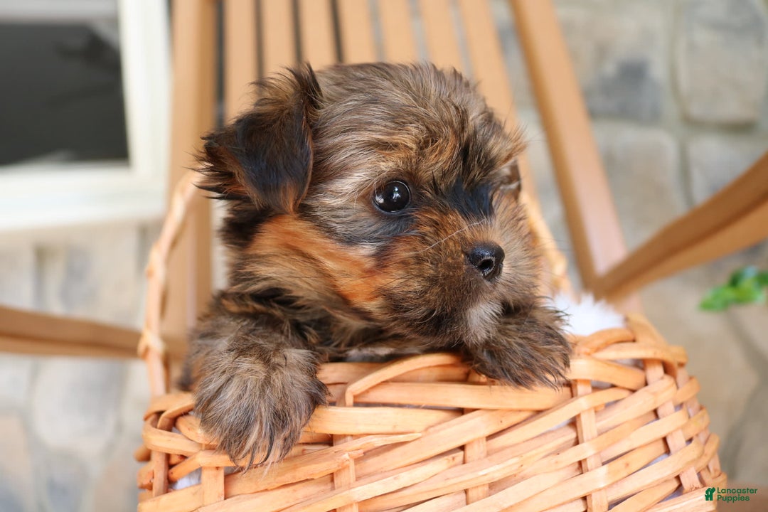 Shorkie dogs for sale: Koda - Image 5