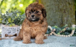 Shihpoo dogs for sale: Morgan - Image 2