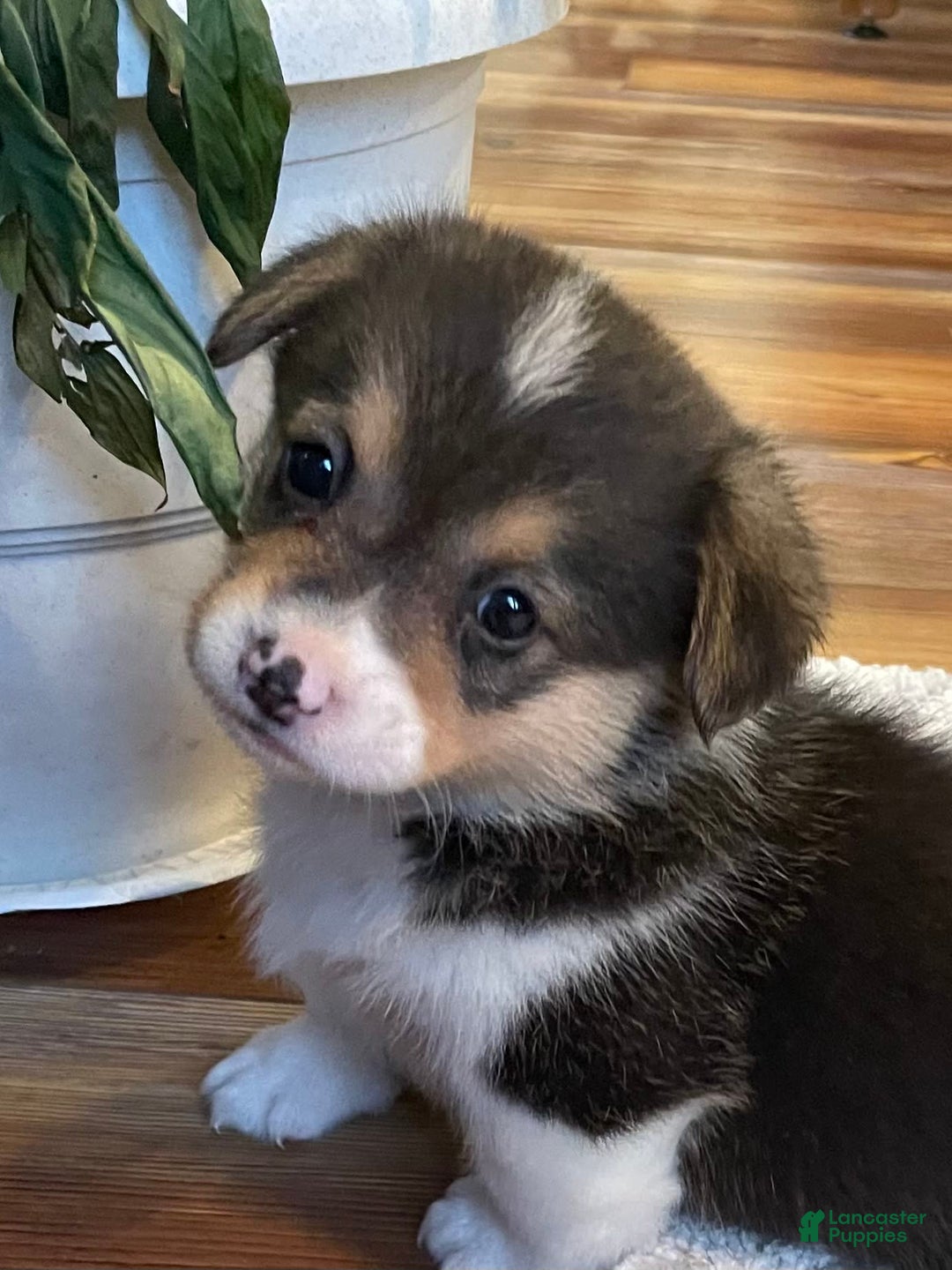 Welsh Corgi Pembroke dogs for sale: Mitzy - Image 6