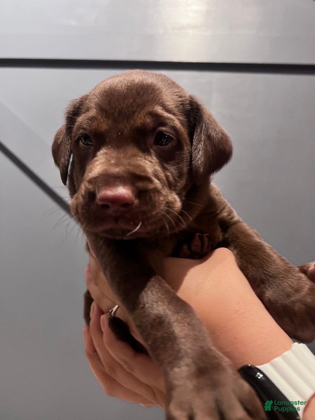 Labrador Retriever dogs for sale: Bear - Image 4