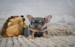 French Bulldog dogs for sale: Riley - Image 3