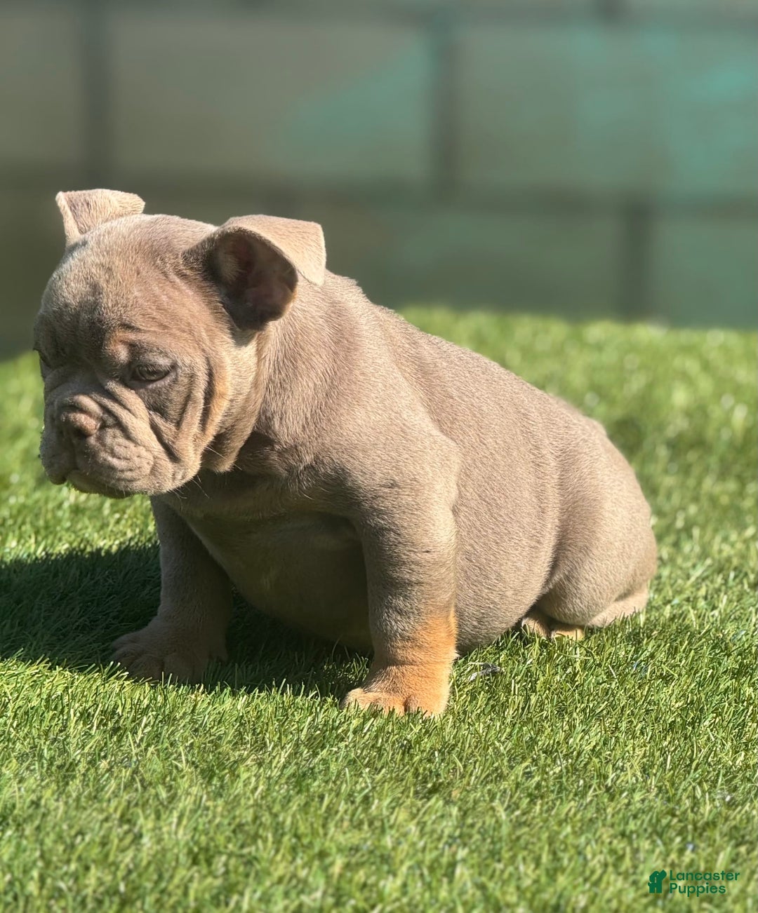 English Bulldog dogs for sale: Cadi - Image 1