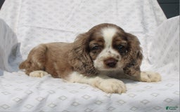Cocker Spaniel dogs for sale: Captain - Image 3