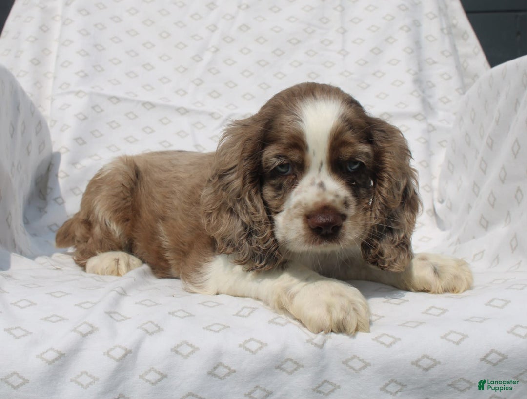 Cocker Spaniel dogs for sale: Captain - Image 3