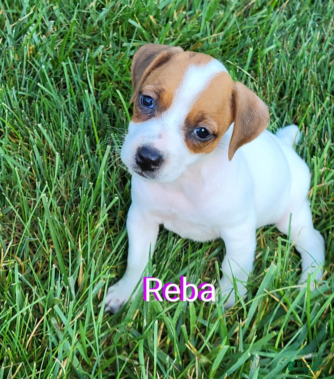 Jack Russell Terrier dogs for sale: Reba - Image 1