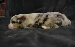 Miniature Australian Shepherd dogs for sale: Frost - Image 2