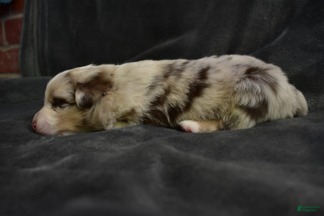Miniature Australian Shepherd dogs for sale: Frost - Image 2