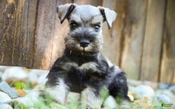 Miniature Schnauzer dogs for sale: Han - Image 14