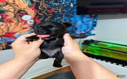 French Bulldog dogs for sale: Sleepy / Droopy - Image 3