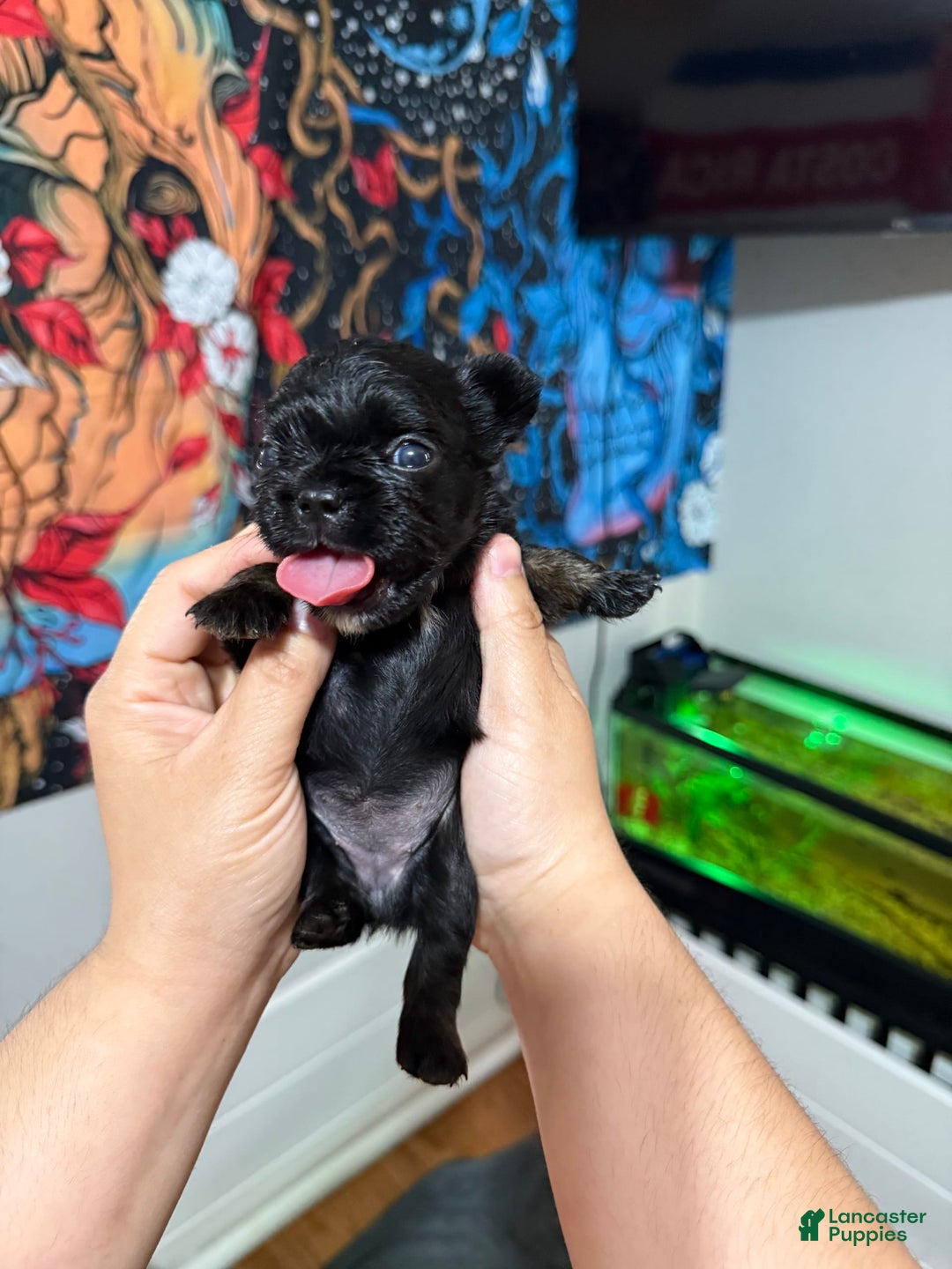 French Bulldog dogs for sale: Sleepy / Droopy - Image 3