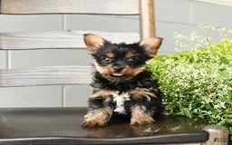 Yorkshire Terrier dogs for sale: Yorkshire Terrier 5 puppies - Image 11