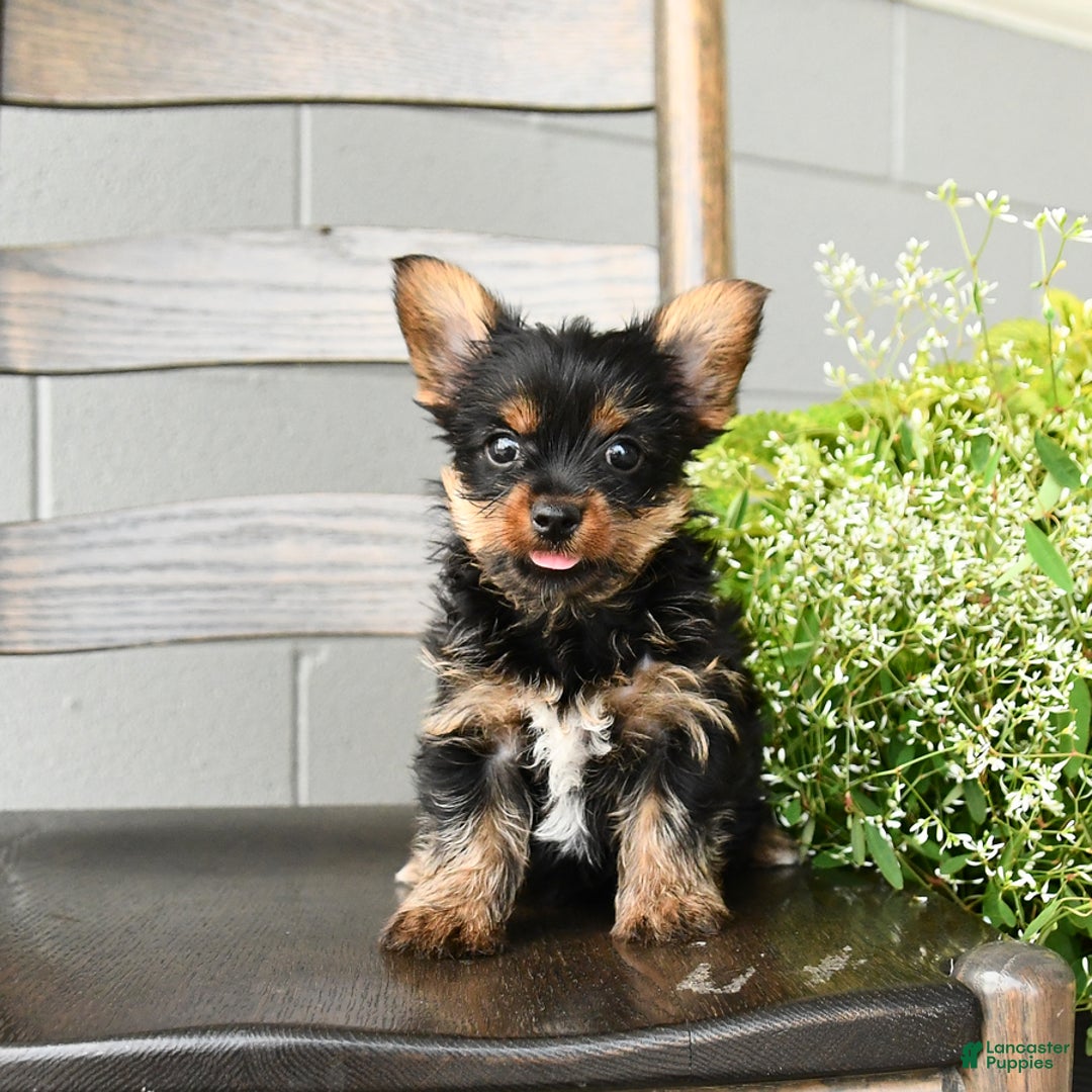 Yorkshire Terrier dogs for sale: Yorkshire Terrier 5 puppies - Image 11