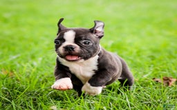 Boston Terrier dogs for sale: Don - Image 7