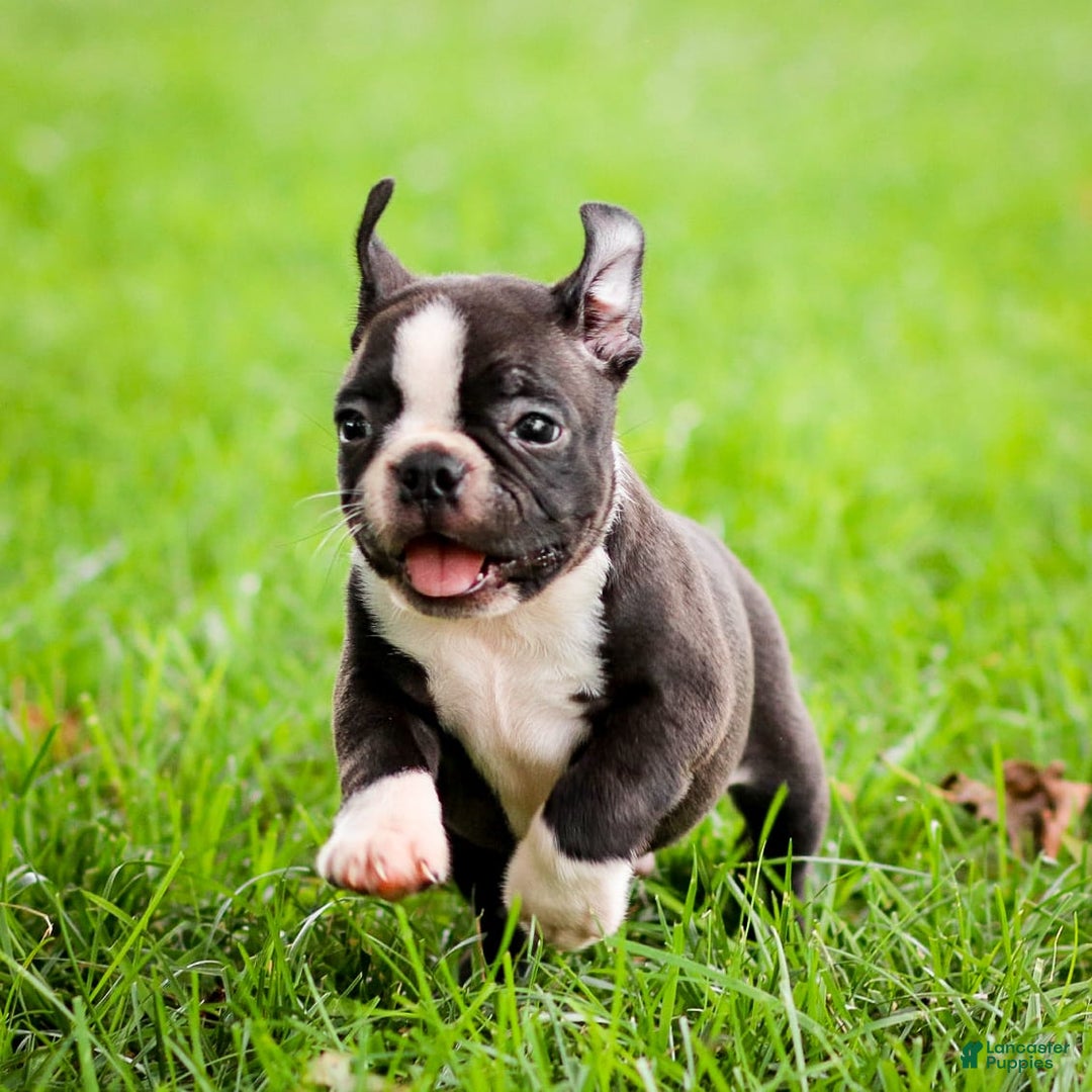 Boston Terrier dogs for sale: Don - Image 7