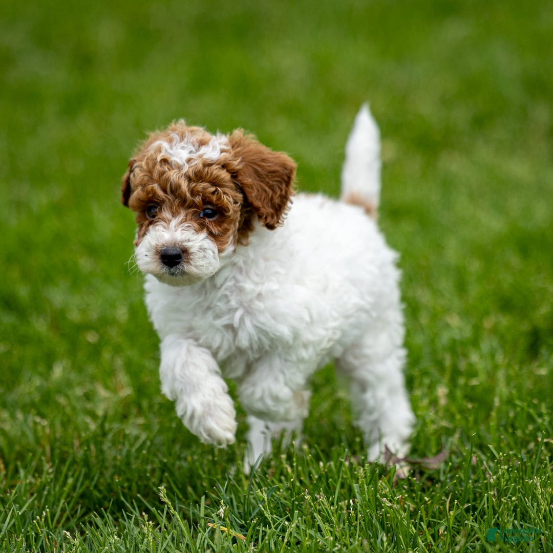 Toy Poodle dogs for sale: Rusty Scout - Image 6