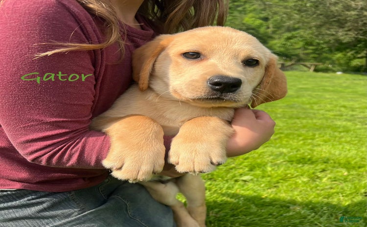 Labrador Retriever dogs for sale - Ad 2