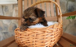 Shorkie dogs for sale: Koda - Image 6