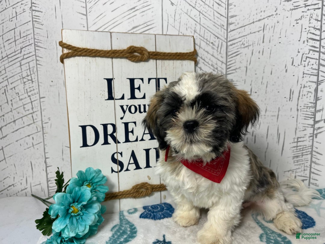 Shih Tzu dogs for sale: Simba - Image 8