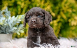 Cocker Spaniel dogs for sale: Dolly - Image 5