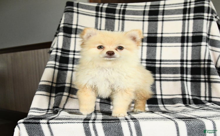 Pomeranian dogs for sale - Ad 1