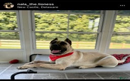 Presa Canario dogs for sale: princess - Image 3