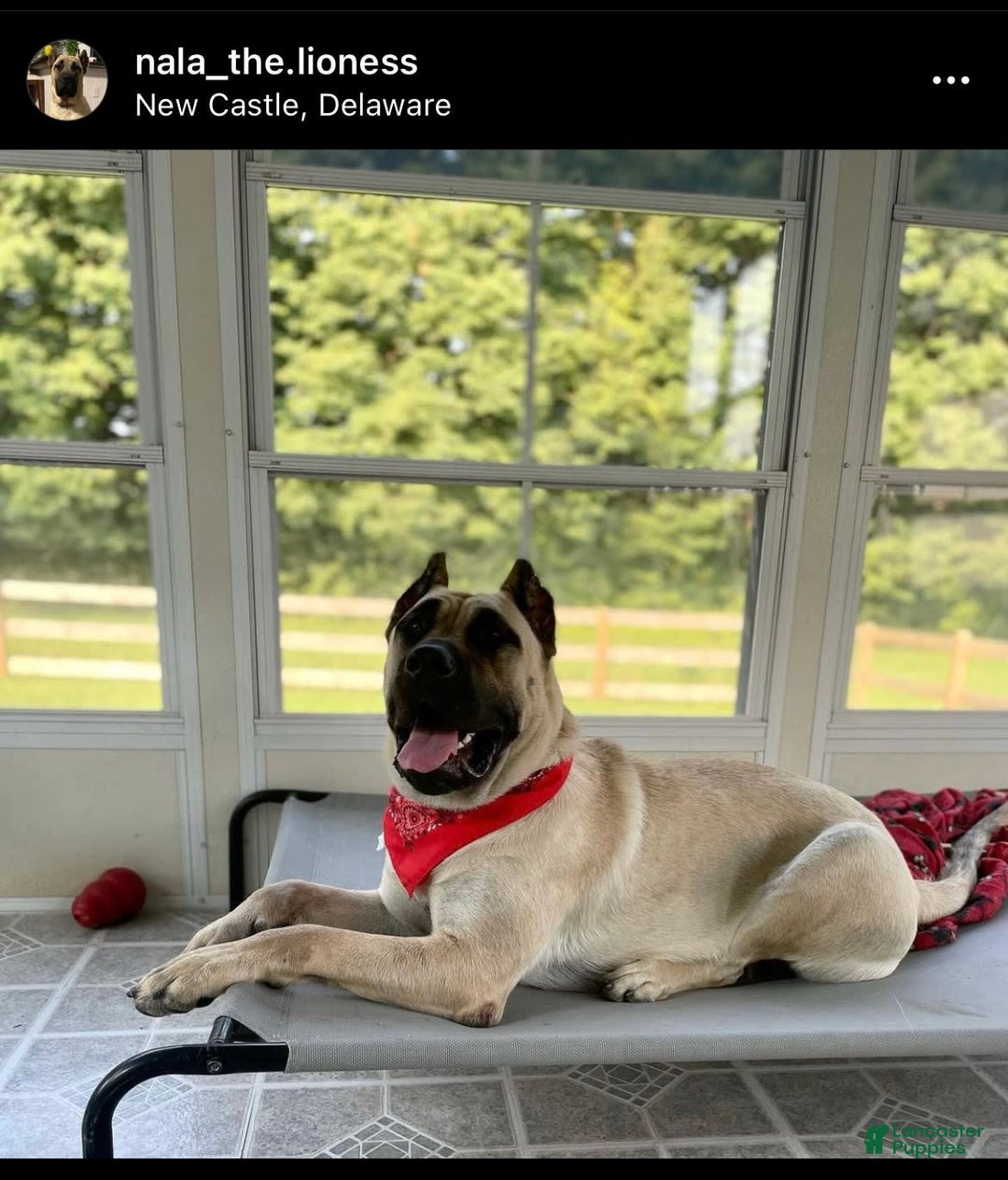 Presa Canario dogs for sale: princess - Image 3