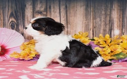 Cavalier King Charles Spaniel dogs for sale: Echo - Image 3