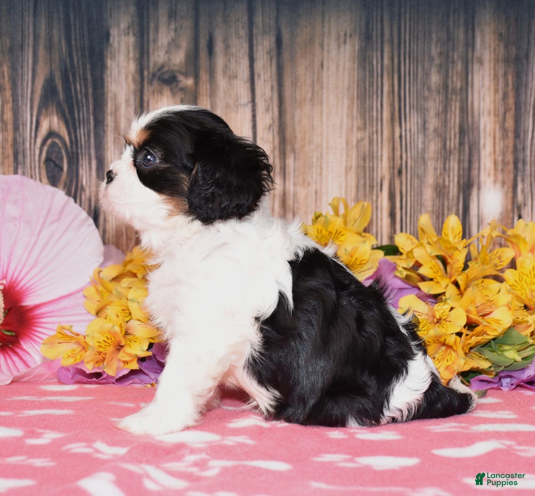 Cavalier King Charles Spaniel dogs for sale: Echo - Image 3
