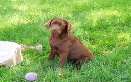Labrador Retriever dogs for sale: Neveah - Image 1