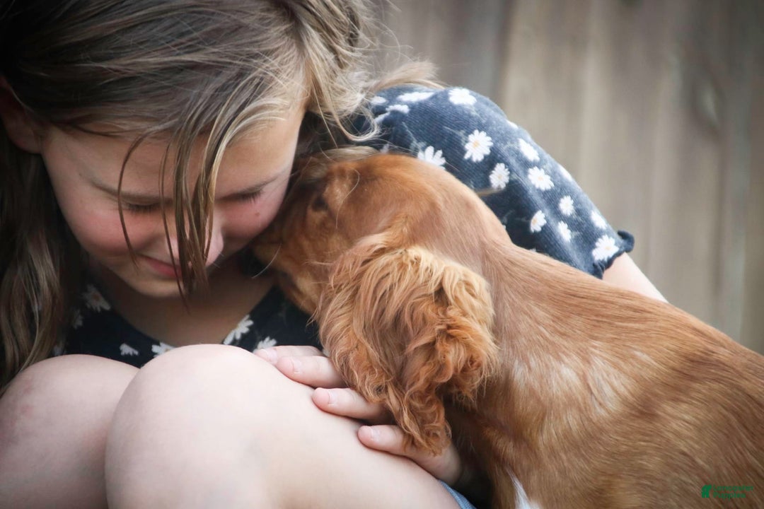 Cavalier King Charles Spaniel dogs for sale: Clifford - Image 3
