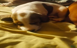 Beagle dogs for sale: Laney - Image 1