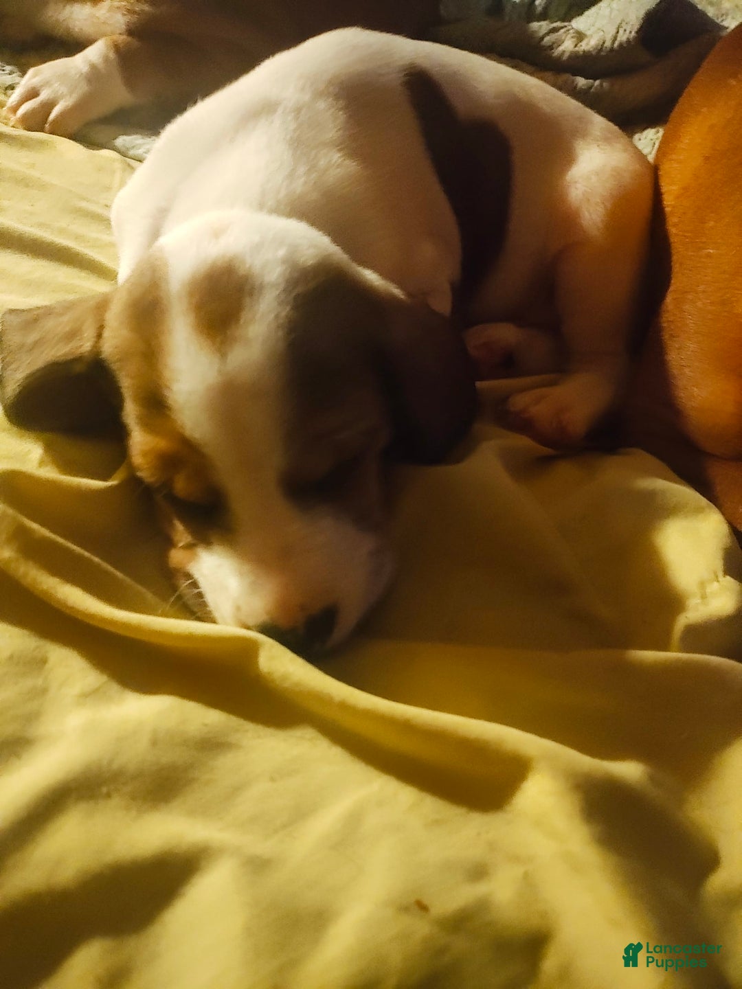 Beagle dogs for sale: Laney - Image 1