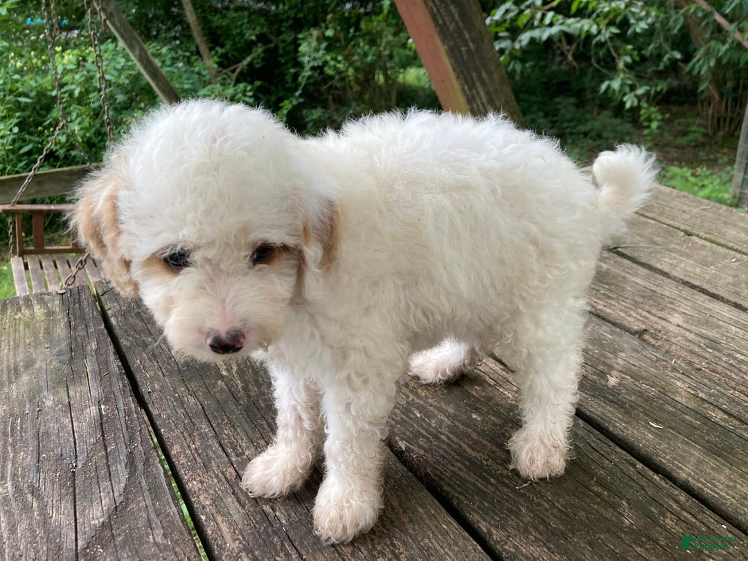 Miniature Poodle dogs for sale: Dexter - Image 26