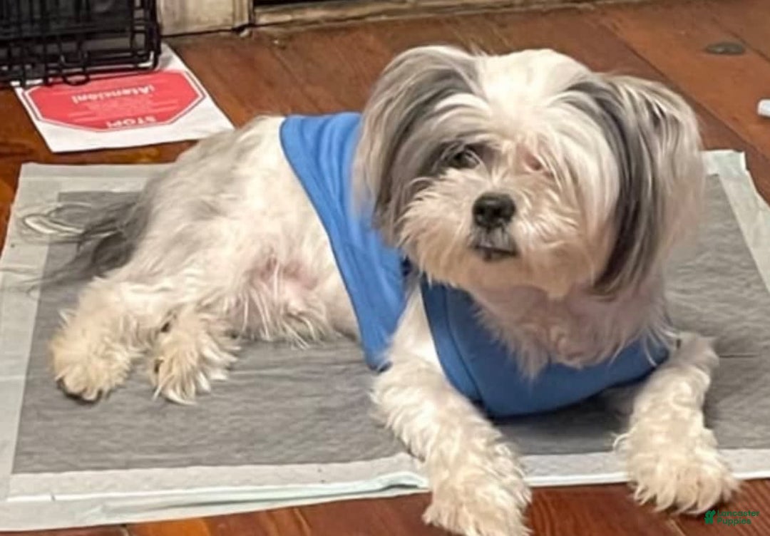 Shih Tzu dogs for sale: Ash - Image 9