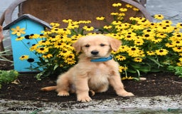 Golden Retriever dogs for sale: Freddie - Image 1