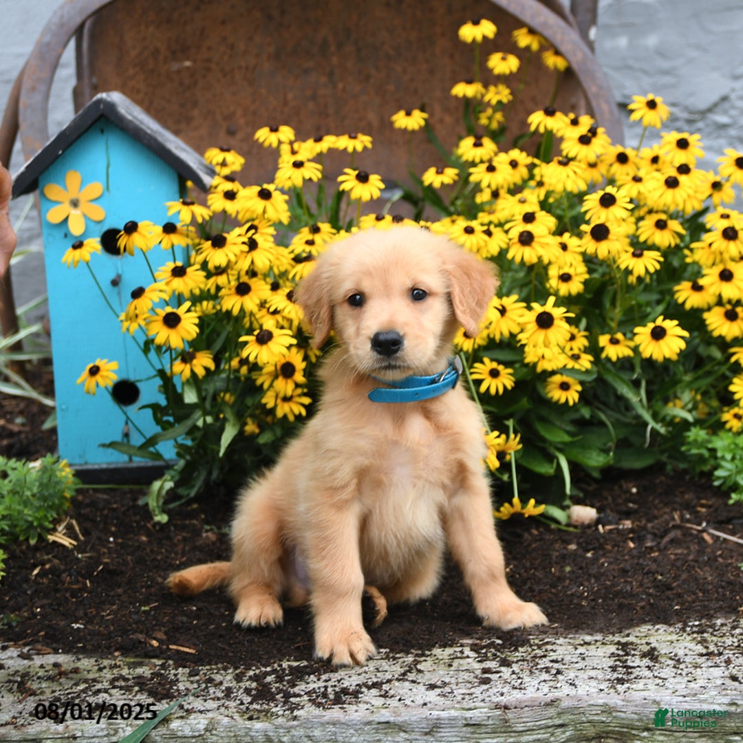 Golden Retriever dogs for sale: Freddie - Image 1