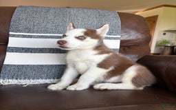 Siberian Husky dogs for sale: Buster - Image 2